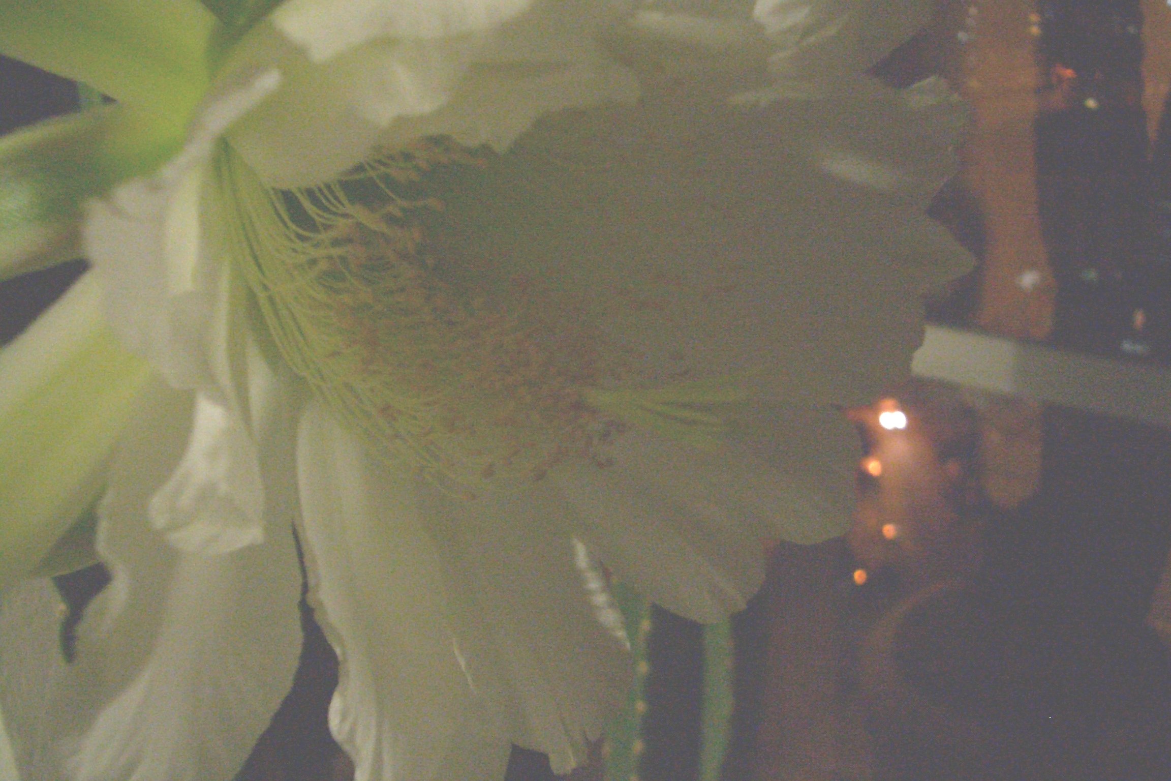 Night-blooming Cereus